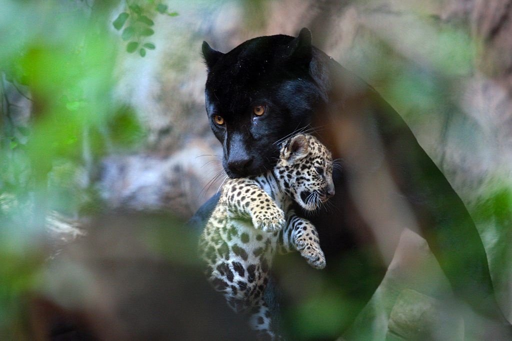 Onça-pintada: Um animal que dispensa apresentações - Jornal Fatos e