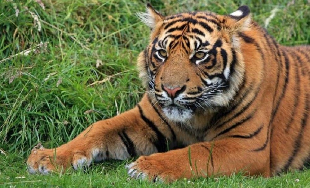 Tigre de  sumatra   encontrado morto em armadilha na 