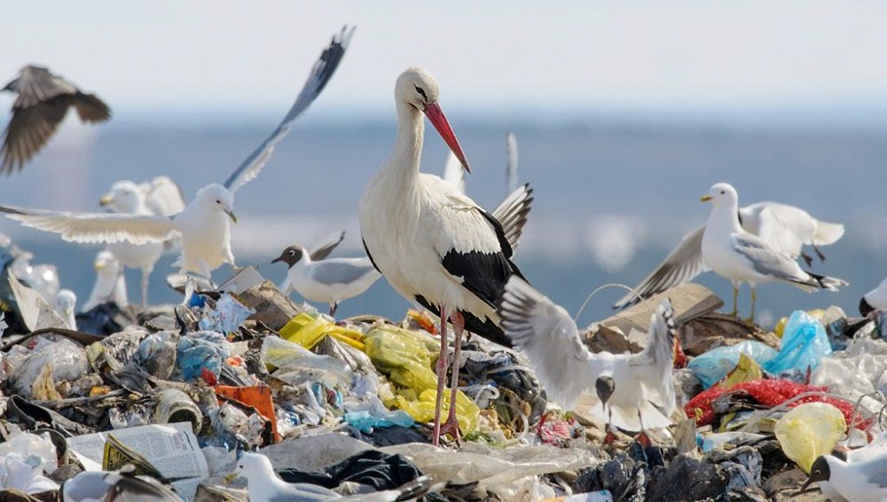 Como O Lixo No Mar Causa Prejuízos Ambientais Econômicos E Aos Banhistas Jornal Fatos E Notícias