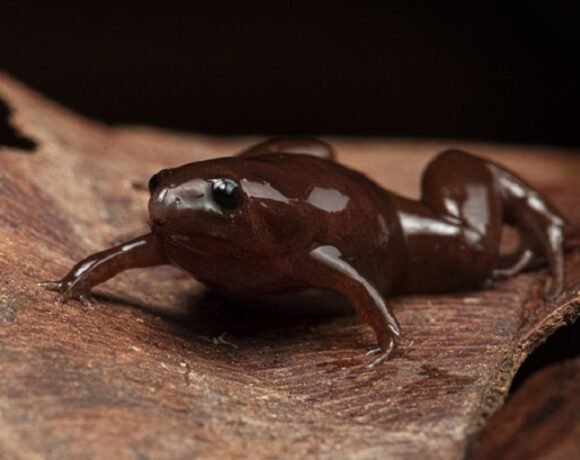 Menor dinossauro já encontrado é, na verdade, um outro animal