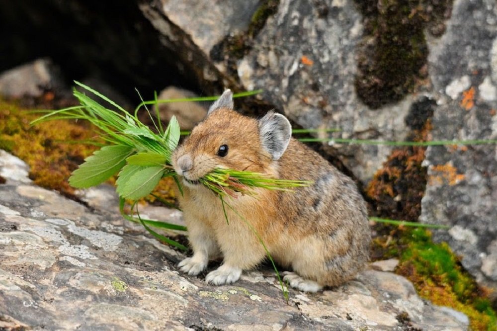 Pika, mamífero de 20 cm, entra na lista de ameaçados de extinção - Jornal Fatos e Notícias