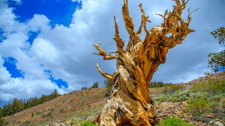 Quando esta árvore nasceu, as Pirâmides do Egito ainda não existiam