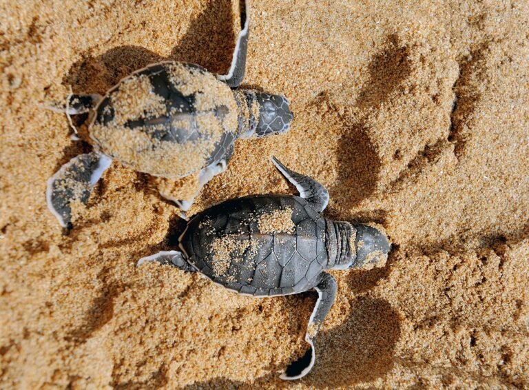 Recorde de nascimentos de tartarugas-da-amazônia é registrado no Pará