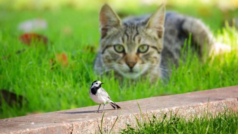Por que gatos são grandes predadores de pássaros na natureza?