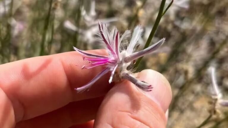 Cientista amador redescobriu planta considerada extinta há 60 anos
