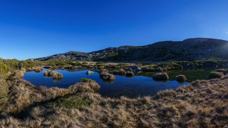 Vegetação está se espalhando pelo Ártico