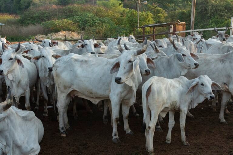 Brasil passa os EUA e assume o topo da carne bovina mundial