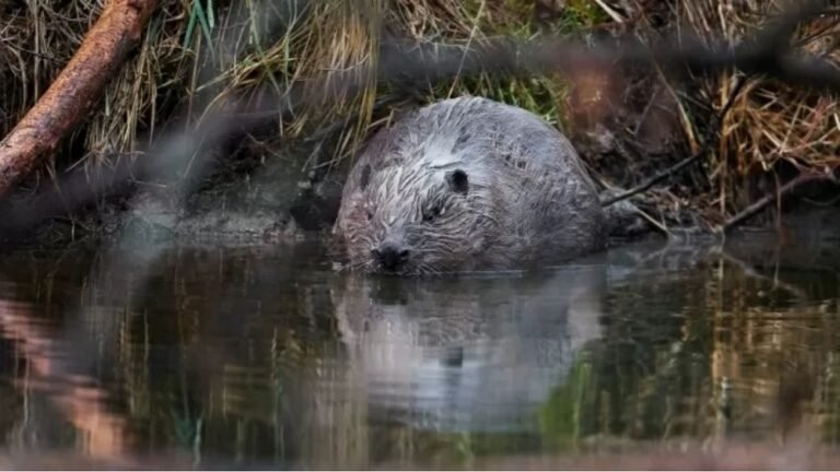 Animal raro é filmado pela primeira vez em 500 anos