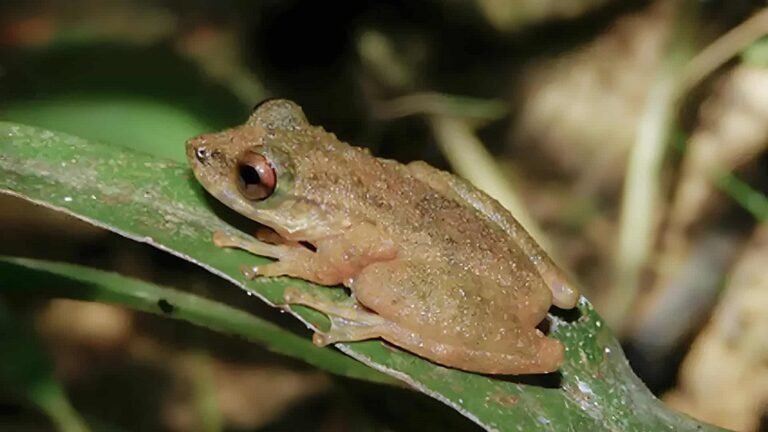 Nova perereca é identificada no Cerrado de Minas Gerais