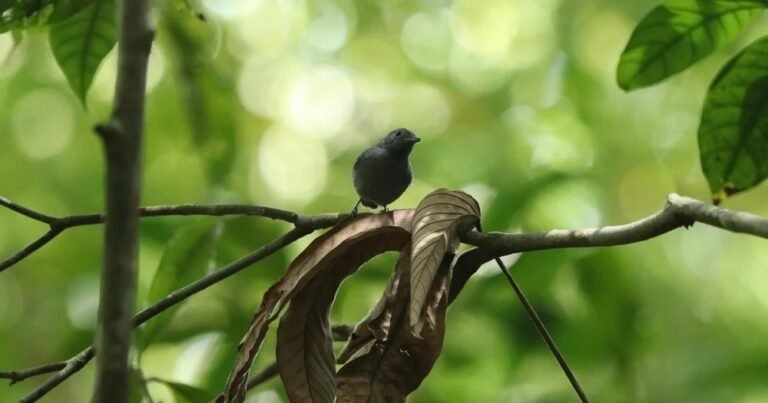 Quatro filhotes de ave rara são vistos em Alagoas