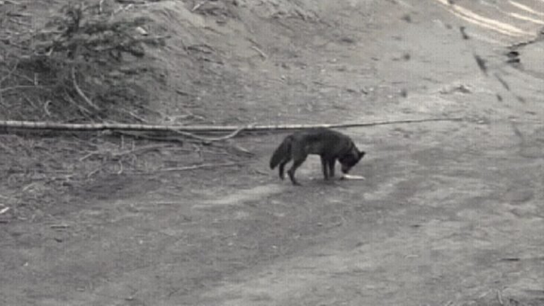 Loba-cinzenta é avistada em Los Angeles após quase um século sem registros