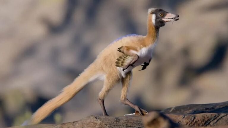 Dinossauro de 900 gramas diminuiu para comer formigas, aponta estudo