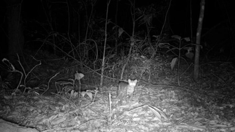 Animais extintos em florestas do Rio de Janeiro são encontrados pela 1ª vez em séculos