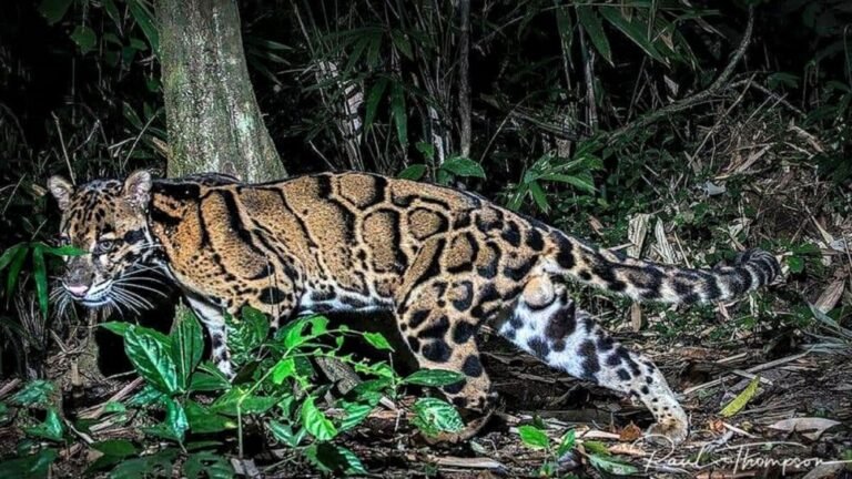 Câmera registra leopardo-nublado-de-bornéu, um dos felinos mais ameaçados do planeta