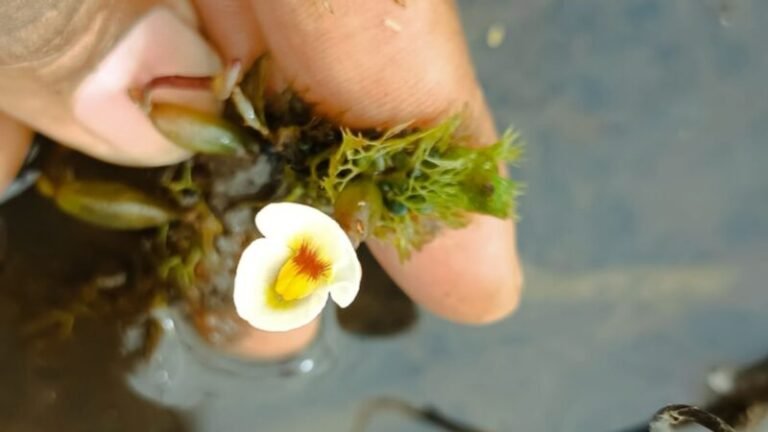 Planta carnívora rara é vista pela primeira vez no Nordeste