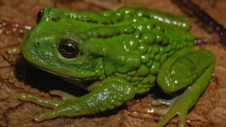 Nova espécie de rã que carrega ovos nas costas é descoberta na Amazônia peruana