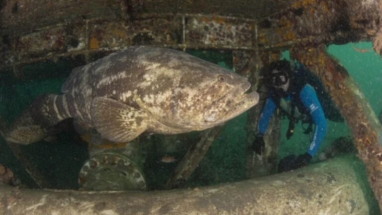 Peixe gigante de 400 kg sob risco de extinção se refugia no ES