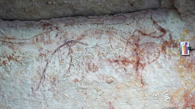 Pinturas rupestres do tigre-da-tasmânia sugerem que o fim da espécie é recente