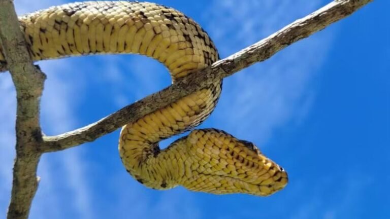 Filhote de espécie mais rara de jiboia é encontrado vivo pela primeira vez