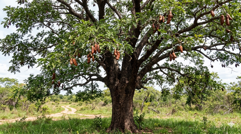 Pesquisas avançam sobre o uso do jatobá na alimentação e em bioquímicos