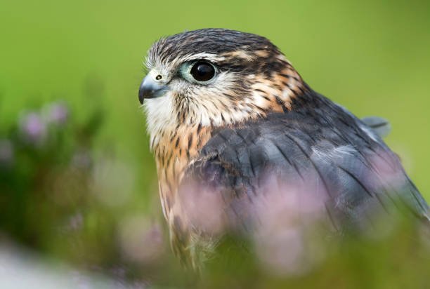 Menor ave de rapina do mundo corre risco de extinção