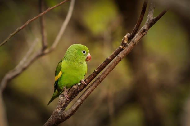 Cianismo: alteração genética rara em ave silvestre é registrada no Tocantins