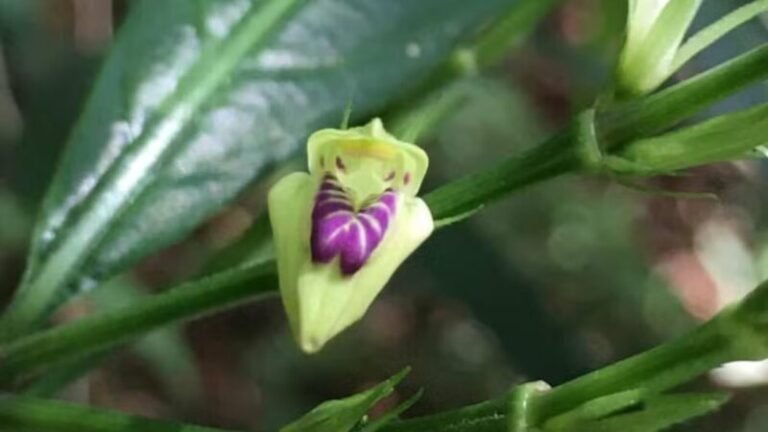 Planta rara reaparece no Rio de Janeiro após mais de um século