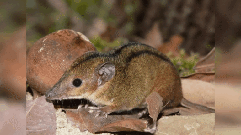 Raro marsupial é descoberto no Rio após milhões de anos