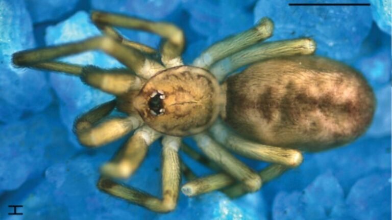 Nova aranha descoberta na Colômbia é nomeada em homenagem ao Pink Floyd