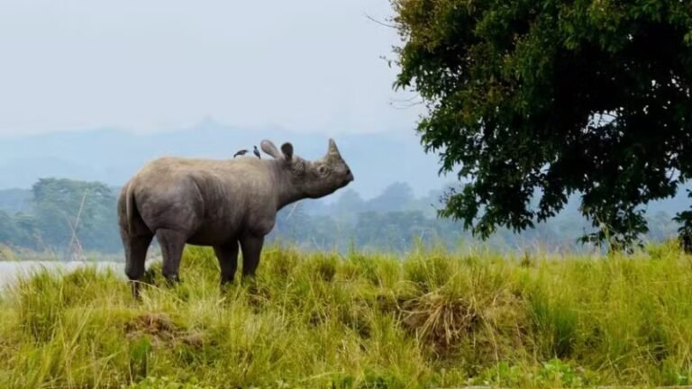 Rinoceronte e elefante pré-históricos são recriados em 3D