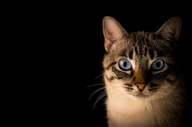 Gatos enxergam coisas que os humanos não veem? Entenda o que diz a ciência