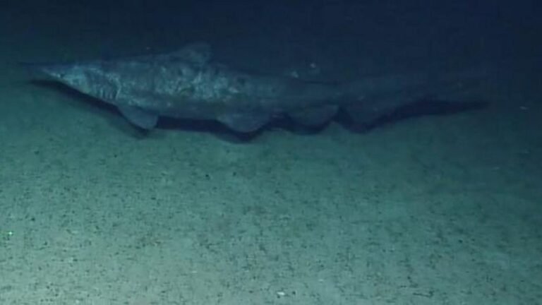 Raro tubarão-duende é filmado em seu habitat natural pela primeira vez