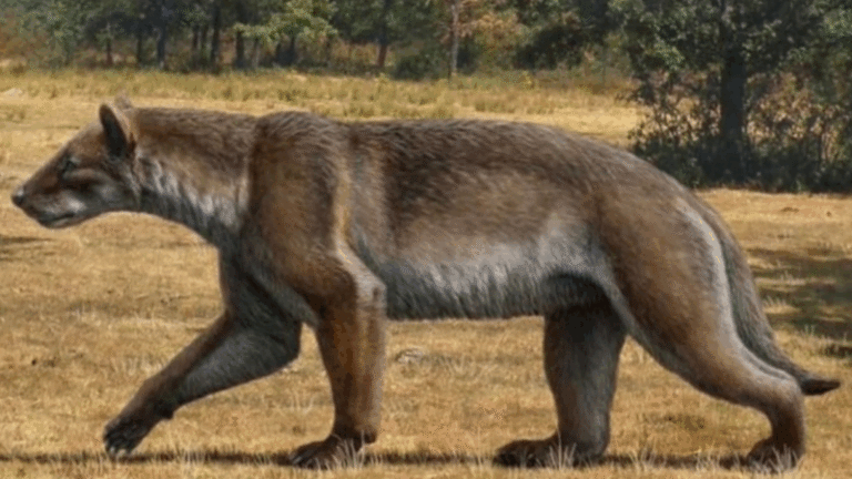 Nova espécie de “cão-urso” é descoberta após 16 milhões de anos
