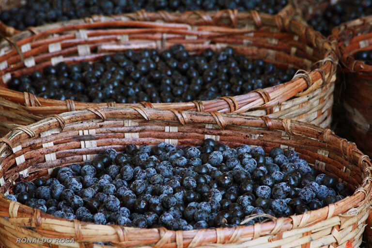 Genoma do açaí é sequenciado pela primeira vez por pesquisadores da Amazônia