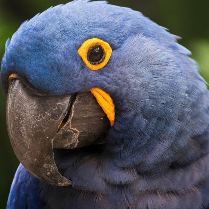 Arara-azul entra novamente na lista de espécies ameaçadas de extinção