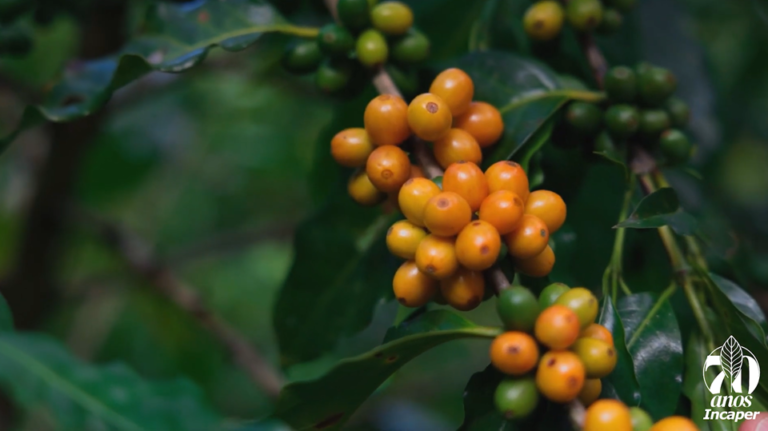 Pesquisadores apresentam cultivares de café arábica para o cultivo orgânico no Espírito Santo