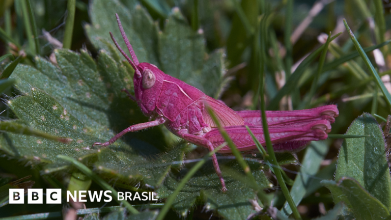 Raros gafanhotos-cor-de-rosa são encontrados na Inglaterra