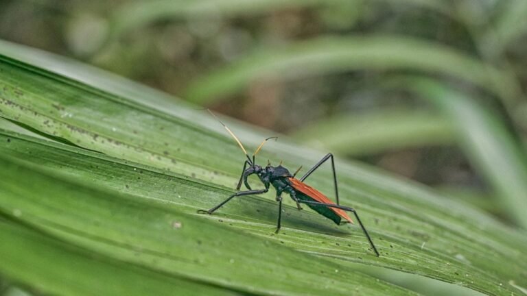 Pesquisadores identificam oito mil novas espécies de insetos no Equador