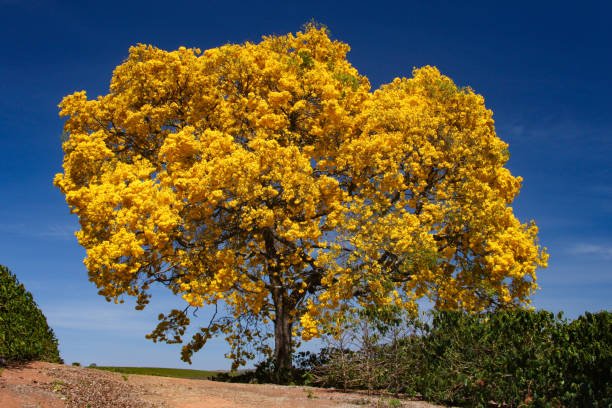 Ipê-amarelo floresce justamente na seca, quando a copa está nua, para atrair polinizadores de longe na Amazônia