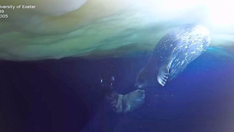 Registros surpreendem com mãe foca ensinando filhote a nadar