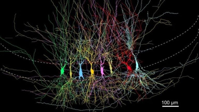 Por que não temos memórias da primeira infância? Estudo explica