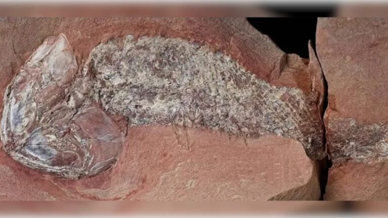 Estudo revela fóssil de peixe que viveu antes dos dinossauros no Mato Grosso