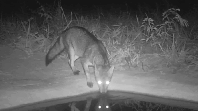 Câmeras flagram animais em recuperação do cerrado