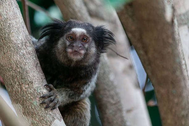 Parceria entre Samarco e UFV ajuda a criar leis de proteção à biodiversidade