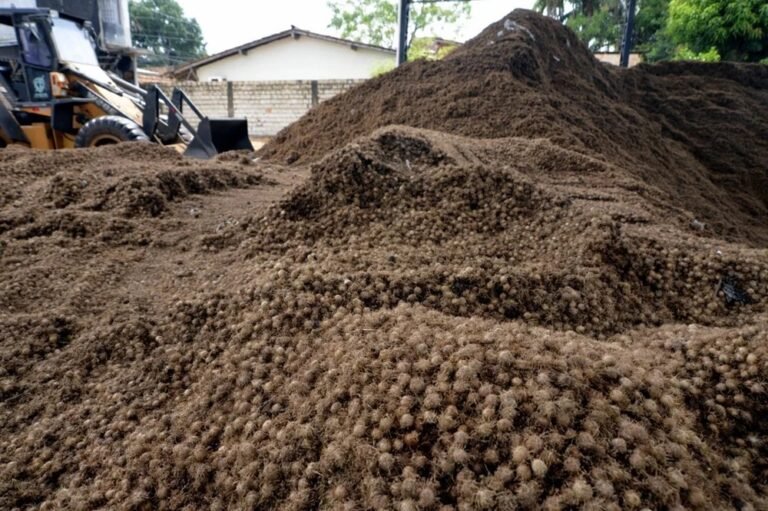 Caroço de açaí vira nanofertilizante e aumenta em até 164% o crescimento de sorgo