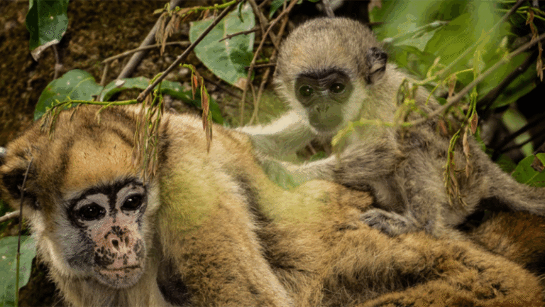 Fósseis de 11 milhões de anos revelam ancestrais dos macacos muriquis