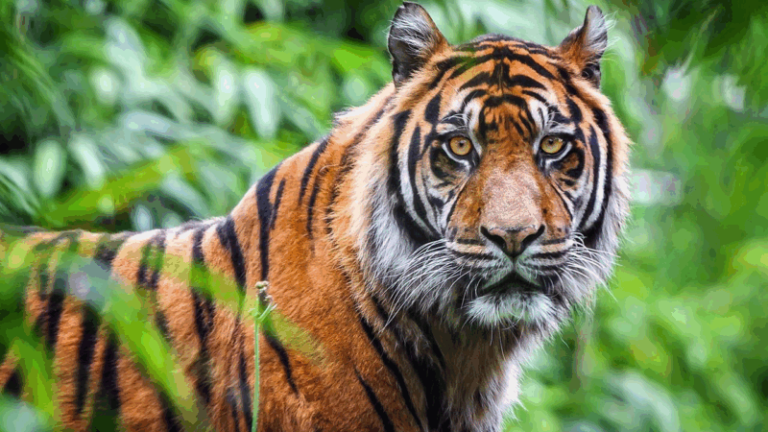 Tigres superam marca histórica no Nepal, após décadas de conservação