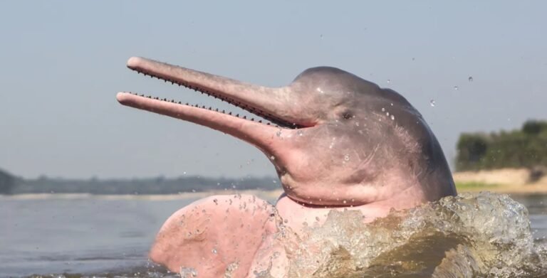 O que torna o boto cor-de-rosa especial e quais outros nomes ele possui na Amazônia?