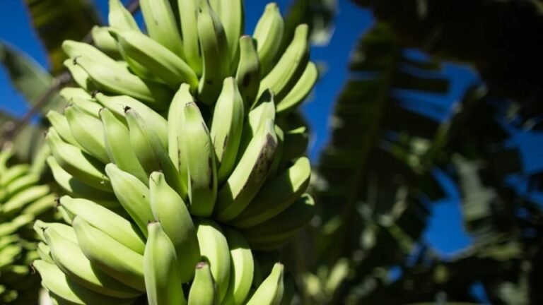 Banana-prata a R$ 90 nos EUA: a oportunidade e o desafio logístico brasileiro