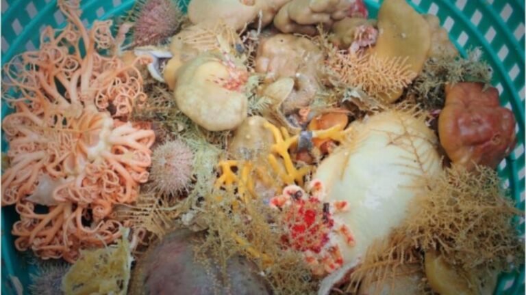 Novas espécies são descobertas no fundo do mar do Alasca